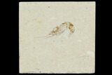 Cretaceous Fossil Shrimp - Lebanon #107452-1